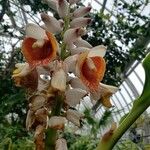 Alpinia zerumbet Flor