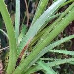 Araeococcus flagellifolius Leaf