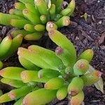 Sedum pachyphyllum 葉