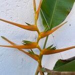 Heliconia latispatha Flor