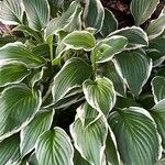 Hosta sieboldianaYaprak