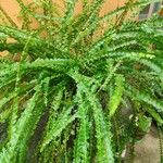 Nephrolepis cordifoliaبرگ