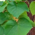 Tilia tomentosa 叶