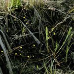 Utricularia subulata Hábito