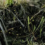 Utricularia subulata Hàbitat