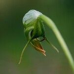 Pterostylis nutans