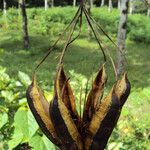 Aristolochia ringens Frukto