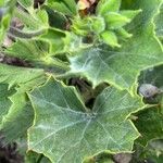 Pelargonium grandiflorum Blatt