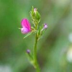 Onobrychis aequidentata 花