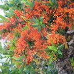 Embothrium coccineum Otro