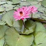 Nymphaea rubra Fiore