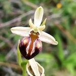 Ophrys × arachnitiformisFlower