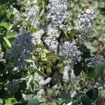 Ceanothus leucodermis Hábito