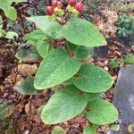 Hypericum androsaemum Ліст