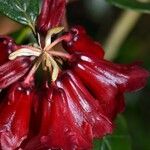 Rhododendron beanianum Blüte