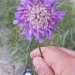 Knautia integrifoliaBlomst