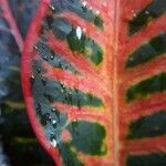 Codiaeum variegatum Leaf