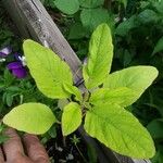 Amaranthus spinosus Φύλλο