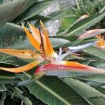 Strelitzia reginaeKvet