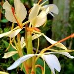 Hedychium flavescens 花