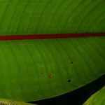 Heliconia reticulata Leaf