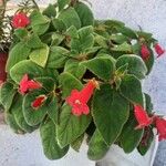 Kohleria amabilis 葉