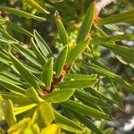 Euphorbia dendroides Leaf