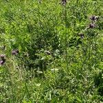 Cirsium rivulare Yeri