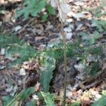 Veltheimia bracteata Hàbitat