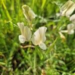 Vicia grandiflora Hábitos