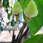 Syzygium aqueum ഫലം