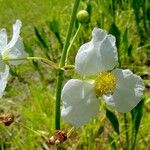 Sagittaria lancifolia Fiore