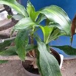 Dracaena fragransList