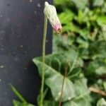 Chaptalia texana Flower