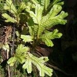 Selaginella concinna Hoja