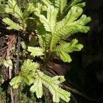 Selaginella concinna Leaf