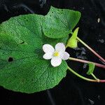 Begonia picta Агульны выгляд