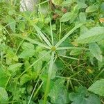 Cyperus aromaticus Листок