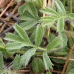 Potentilla tilingii Hoja