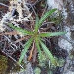 Ptilostemon casabonae Habit