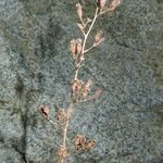 Heuchera caespitosa Habitatea