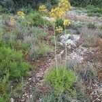 Ridolfia segetum Habitat