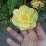 Begonia pendula Çiçek
