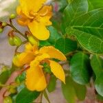 Senna appendiculata Virág
