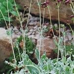 Calceolaria arachnoidea Habit