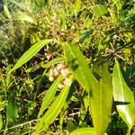 Nectandra angustifolia Folha