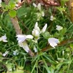 Allium massaessylum Blomma