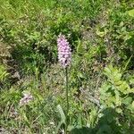 Dactylorhiza fuchsiiЦветок