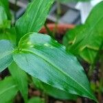 Commelina erecta Hoja