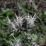 Scolymus maculatus Folha